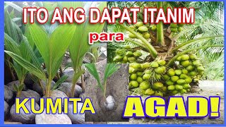 HOW TO GROW DWARF COCONUT TREE HARVEST IN 3 YEARS COCONUT TREE PLANTING FROM SEED [upl. by Stig]