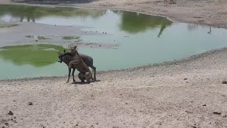 Lioness has wildebeest for lunch [upl. by Pearl]