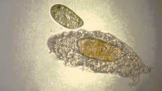 Water bear Tardigrade meets Paramecium [upl. by Nosremaj]