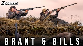 Atlantic Brant and Bluebill Hunting [upl. by Martz]