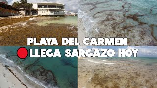 PLAYA DEL CARMEN🔴ULTIMA HORA HOY 10 ABRIL 2024  ASI ESTA LA PLAYA [upl. by Ziana552]