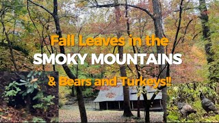 Beautiful Fall Leaves in the Smoky Mountains 🧡 fallcolor bears smokymountains [upl. by Lipman]