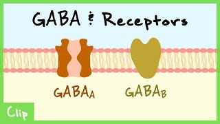 GABA Transmitter System amp Synaptic Inhibition Explained Shunting Inhibition GABAa GABAb  Clip [upl. by Nirihs]