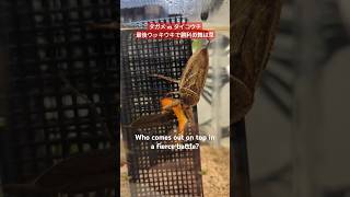 タガメ vs タイコウチ  Giant water bug vs water scorpion insects [upl. by Ratha]