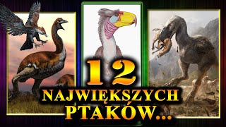 12 Najcięższych i Największych PTAKÓW w Historii Świata [upl. by Atikkin]