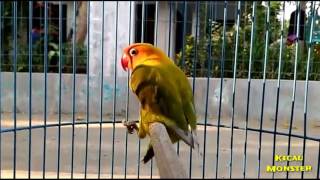 LOVEBIRD Gesek tangkringan Gestang [upl. by Atte]