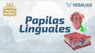 PAPILAS LINGUALES [upl. by Nur]