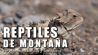 Reptiles de montaña  Documental  ¿Cómo sobreviven [upl. by Scharf239]