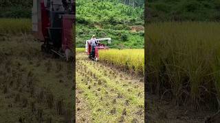 Paddy harvesting machine harvesting farming agriculture [upl. by Oni]