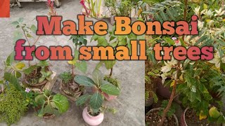 How to make Bonsai from seed grown trees 🌴Mysimplegarden1 [upl. by Zingale]