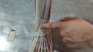 Anatomy of Leg muscles arteries and nerves  Complete Spotting of Leg  Made easy for VIVA and OSPE [upl. by Fowler]