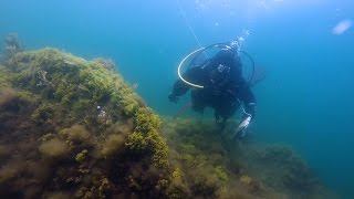 UNH Algae Research at the Shoals Marine Lab [upl. by Kablesh]