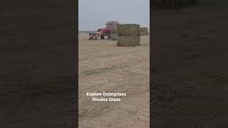 Premium Quality Rhodes Grass Ready for Platform [upl. by Greyso595]