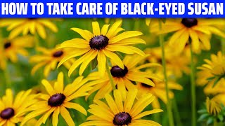 Blackeyed Susan – How to grow and care for it [upl. by Akienahs]