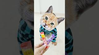 Billi Boli Meon 🐈 funny shorts viralshorts cat billi cutecat cutebaby trend [upl. by Anawit]