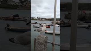 St Mawes Pier amp Harbour Act Explained A Dive into Cornwall’s Maritime History cornwall history [upl. by Kudva]