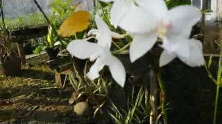 Spathoglottis pubescens Terrestrial Orchid [upl. by Airret983]