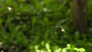 defocused green background with honey bees swarming and flying around [upl. by Roosnam]