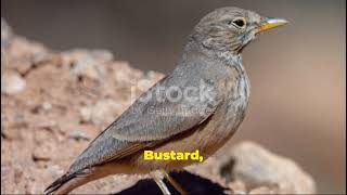 Precious birds in Pakistan desert and Thier survivalmental wellbeing [upl. by Attem]