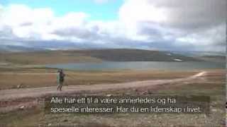 Dotterel  Mornells  Guignards Boltit  Varanger  Norwegian TV Finnmark [upl. by Llydnek349]