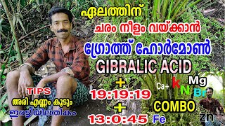 ചര൦ നീള൦ വയ്ക്കാൻ ചെയ്യേണ്ടത്  കായ് വലുപ്പ൦ അരി എണ്ണ൦ വർദ്ധനവിന്  Cardamom  Njaanoru Malayali [upl. by Tallbott]