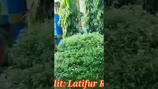 East Ramkhana High School Video Credit Lotifur Rahman beauty [upl. by Blynn]