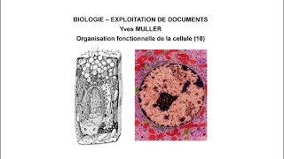 10 Le noyau de la cellule  Thème  Organisation fonctionnelle de la cellule [upl. by Ophelie]