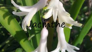 How to Pronounce Jacinthe [upl. by Nannahs]