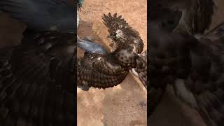 crested goshawk training😱 [upl. by Sugna994]