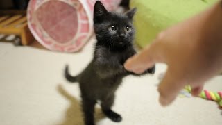 2014 12 3 黒子猫のクロ Kuro of black kitten【瀬戸の黒猫日記】 [upl. by Annil]