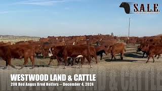 WESTWOOD LAND amp CATTLE  200 Red Angus Bred Heifers [upl. by Egidius913]