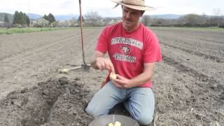 How to Plant Potatoes [upl. by Anjali]