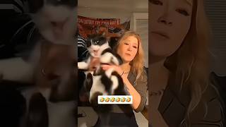 NonStop Cat Craziness 😹 Brace Yourself for the Funniest Feline Fails subscribe shorts trending [upl. by Waldon]