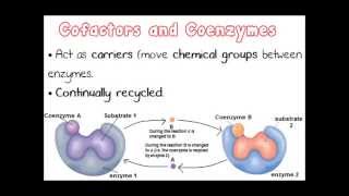 Factors Affecting Enzyme Activity Part 2  A Level AS Biology Revision [upl. by Elades136]