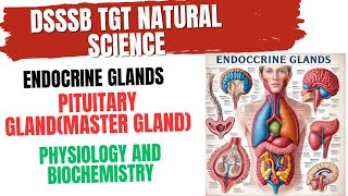 Pituitary Gland Physiology and Biochemistry for DSSSB TGT SCIENCE pituitarygland [upl. by Tterej]