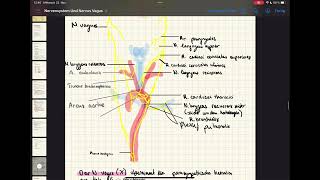 Zentrales amp peripheres Nervensystem  vegetatives Nervensystem N Vagus N phrenicus anatomy [upl. by Iblehs670]