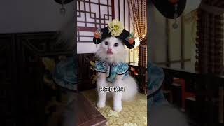 Si Langs Awakening Edition Cute Pet Version of The Legend of Zhen Huan Harem Cat The Legend of [upl. by Ellehs]