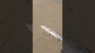 Un ROBALON desde la orilla 😱 fishingvideo fishing pescaconseñuelos videosdepesca buenapesca [upl. by Elletnuahc]