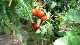 Tomato Plant Profile The Homestead Heirloom Tomato  TRG 2011 [upl. by Donnell]