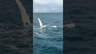 Whale watching Hervey Bay Australia [upl. by Aillicirp107]