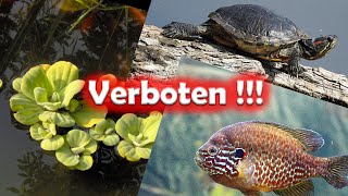 In der EU verbotene Arten der Aquaristik 171 [upl. by Amles]