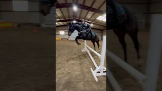 New jump boots horse equines equestrian ottb thoroughbred showjumping showjumpinghorse [upl. by Tiffanie]