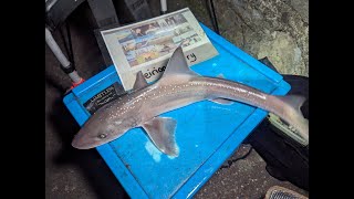 First hound of the year 🦈  Target achieved  Anglesey Sea Fishing [upl. by Atnahsal]