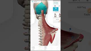 deltoid muscle insertion And origine [upl. by Ettezil57]