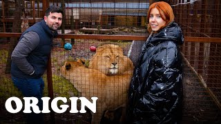 Living With Lions For 72 Hours  Stacey Dooley Sleeps Over [upl. by Animahs173]