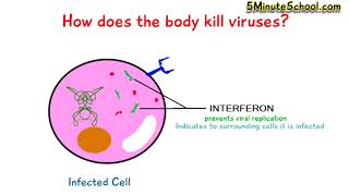 HOW DO INTERFERONS WORK [upl. by Chemesh834]