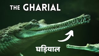 The GHARIAL Gavialis gangeticus also known as gavial or fisheating crocodile gharial facts [upl. by Costello159]