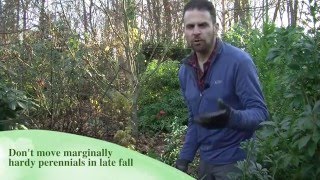 Moving Perennials in Fall and Early Spring [upl. by Natfa]