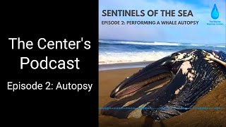 Sentinels of the Sea Podcast Ep 2  Whale autopsy [upl. by Dnarb]