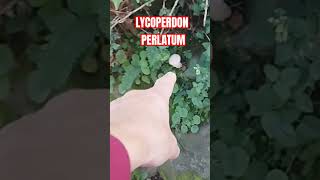 LYCOPERDON PERLATUM shorts [upl. by Bertilla]